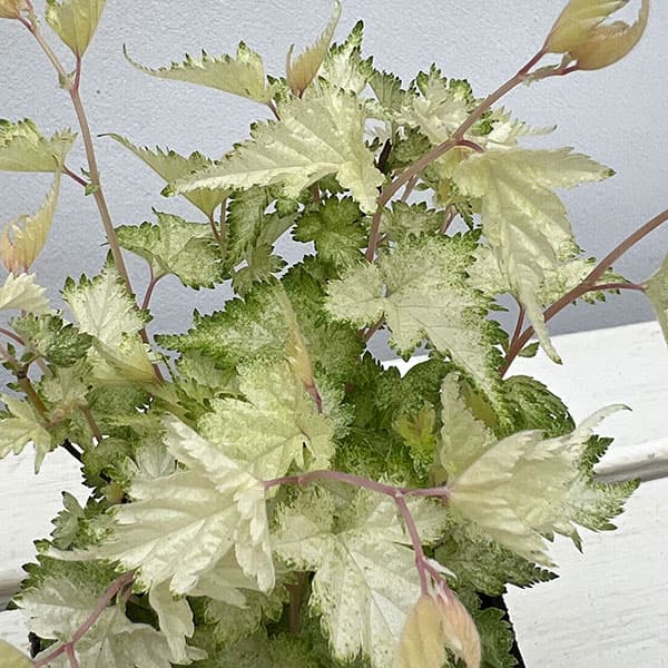 ウツギ：コゴメウツギ3号ポット