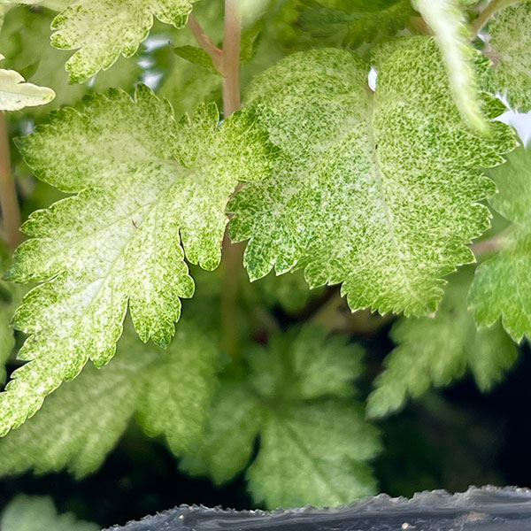 ウツギ：コゴメウツギ3号ポット