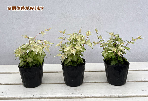 ウツギ：コゴメウツギ3号ポット