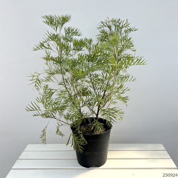 グレビレア：サパーブ8号鉢植え