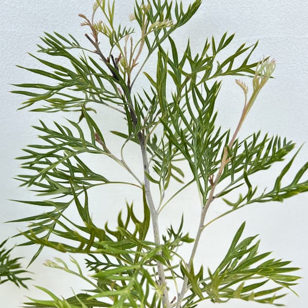 グレビレア：サパーブ8号鉢植え