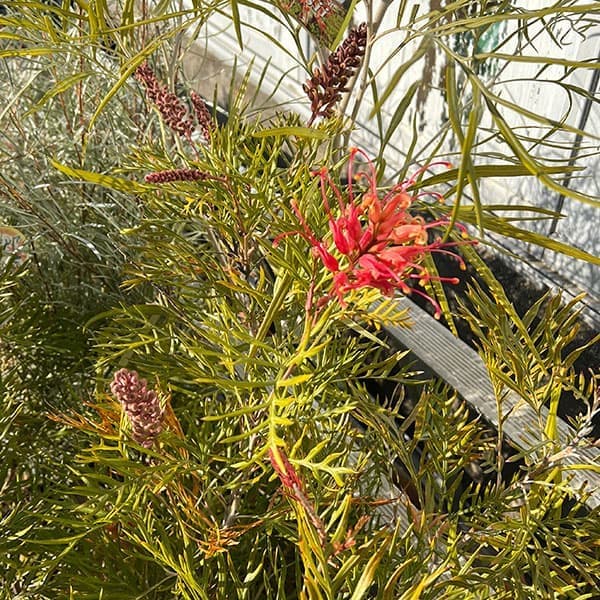 グレビレア：サパーブ8号鉢植え