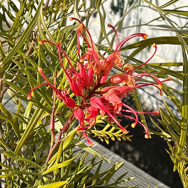 グレビレア：サパーブ8号鉢植え