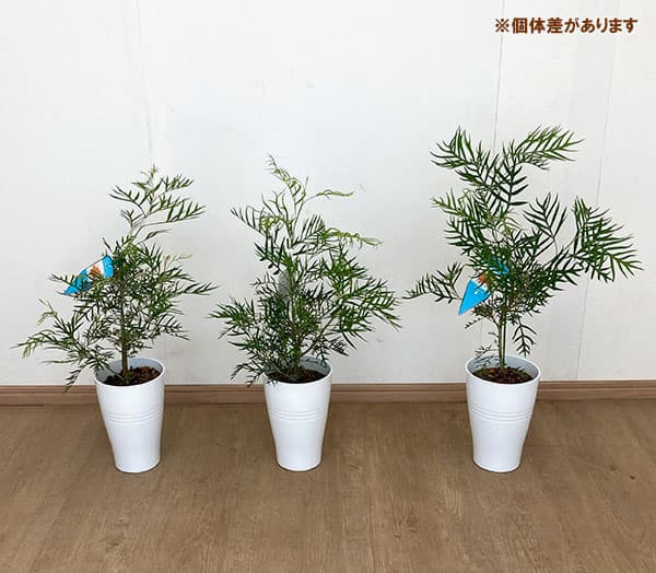 [25年9月中下旬予約]グレビレア：ココナッツアイス6号鉢植え
