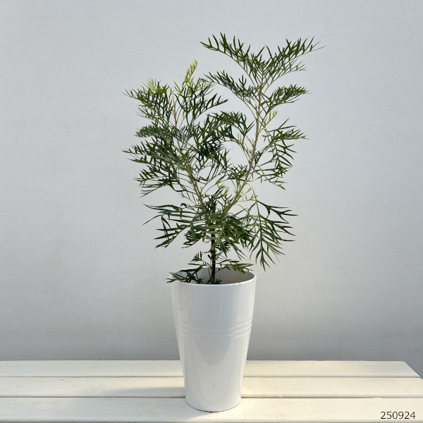 グレビレア：ココナッツアイス6号鉢植え