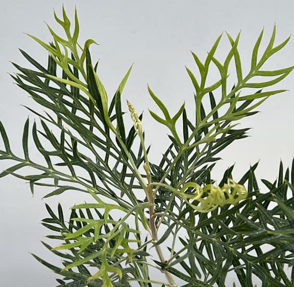 グレビレア：ココナッツアイス6号鉢植え