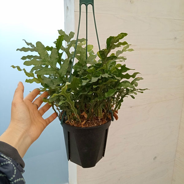 ドリナリア クエルシフォリア 5号吊り鉢 の通販 | 園芸ネット