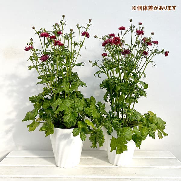 ラナンキュラス：ソルトムーン　あずき6号鉢