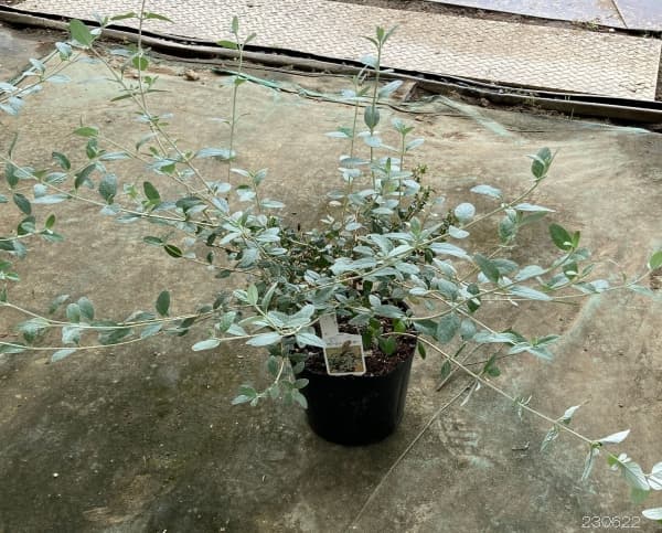 ツリージャーマンダー 6号ポット