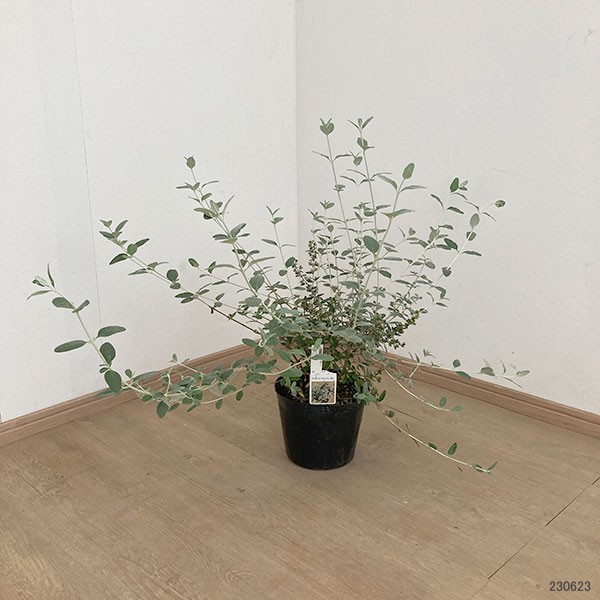 ツリージャーマンダー 6号ポット