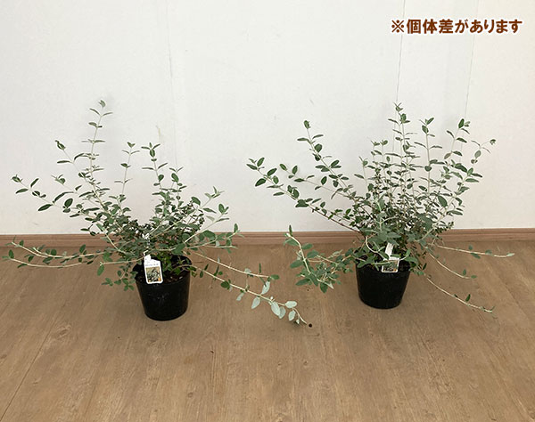 ツリージャーマンダー 6号ポット