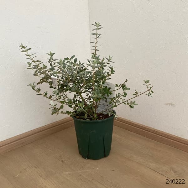 ツリージャーマンダー 6号ポット