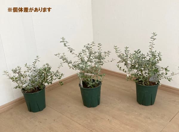 ツリージャーマンダー 6号ポット