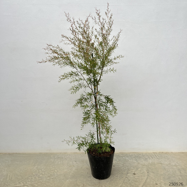 レプトスペルマム：カッパーグロー7号ポット