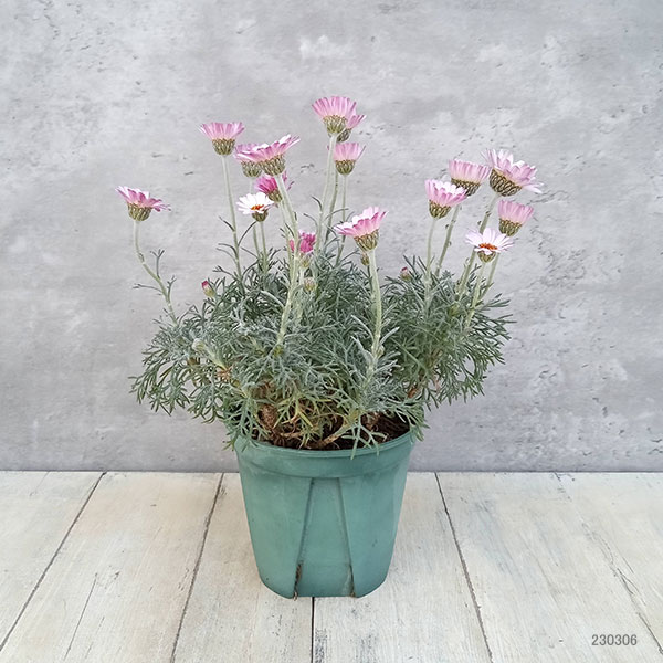 ローダンセマム：クレールローズ4号ポット