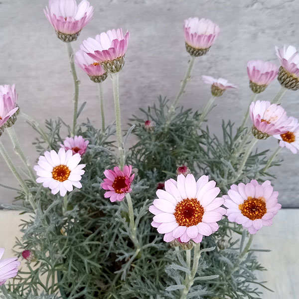 ローダンセマム：クレールローズ4号ポット