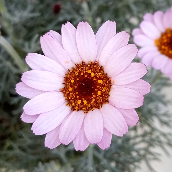 ローダンセマム：クレールローズ4号ポット