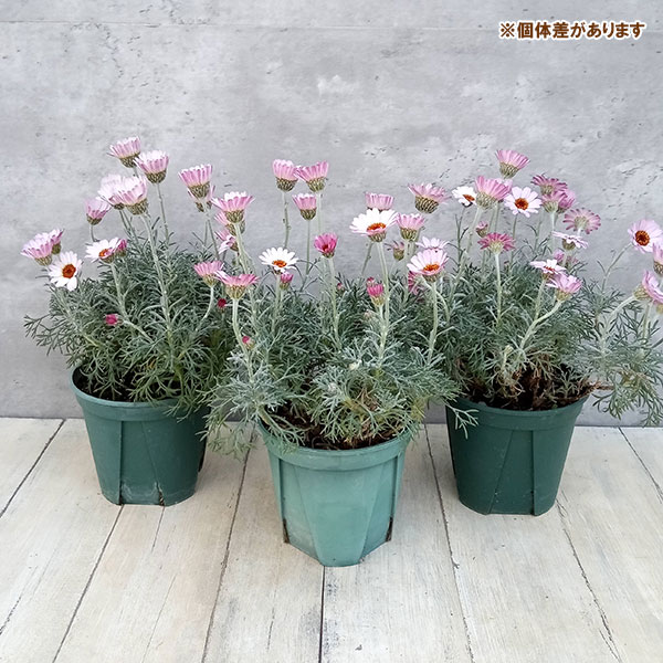 ローダンセマム：クレールローズ4号ポット