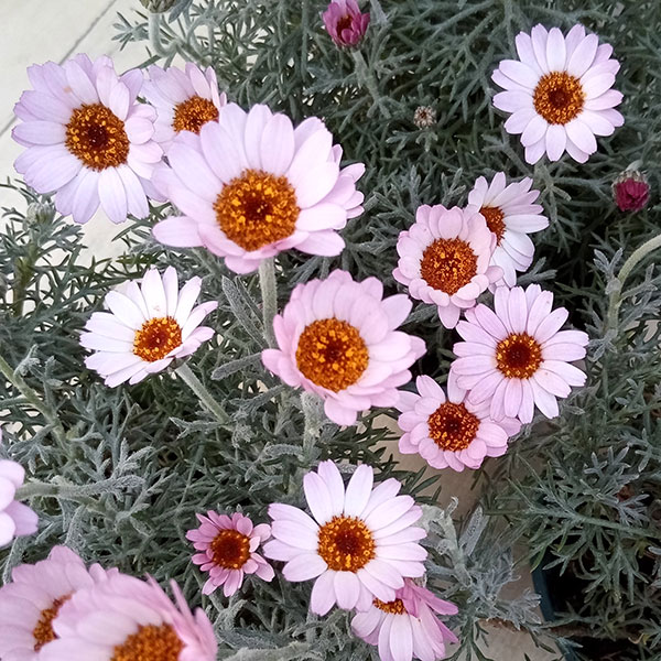 ローダンセマム：クレールローズ4号ポット