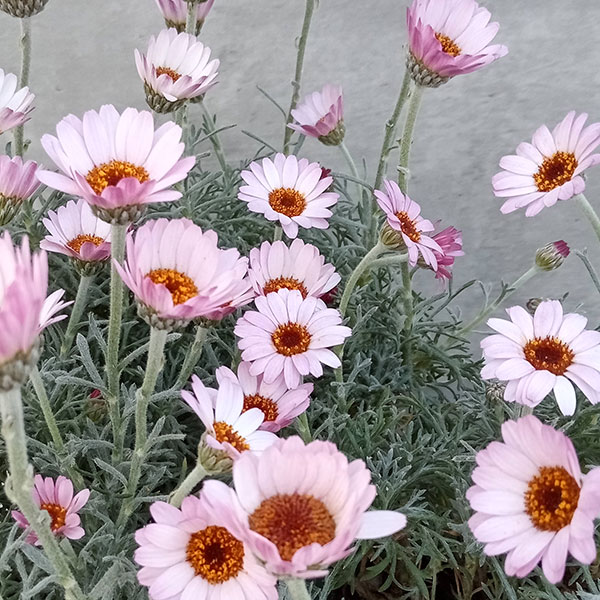 ローダンセマム：クレールローズ4号ポット