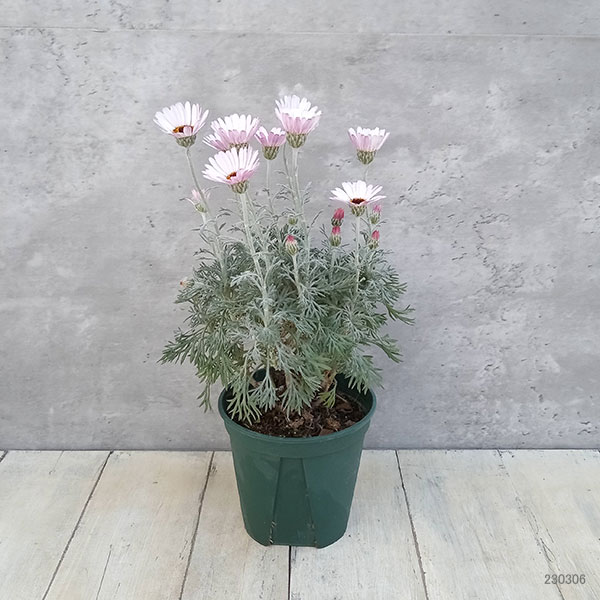 ローダンセマム：クレールチェリー4号ポット