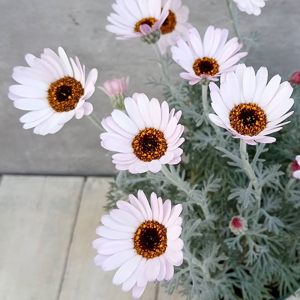 ローダンセマム：クレールチェリー4号ポット