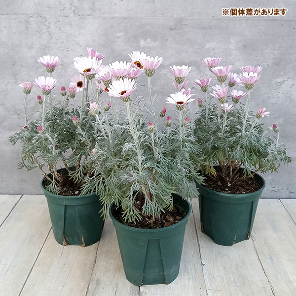 ローダンセマム：クレールチェリー4号ポット