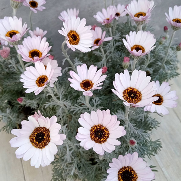 ローダンセマム：クレールチェリー4号ポット