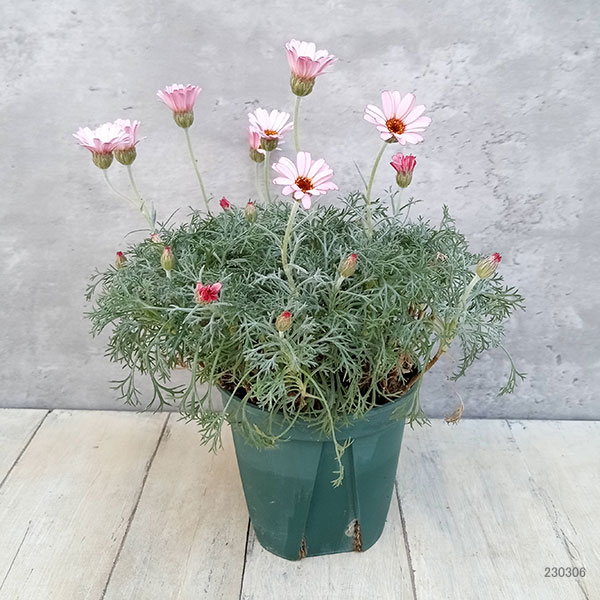 ローダンセマム：クレールピーチ4号ポット