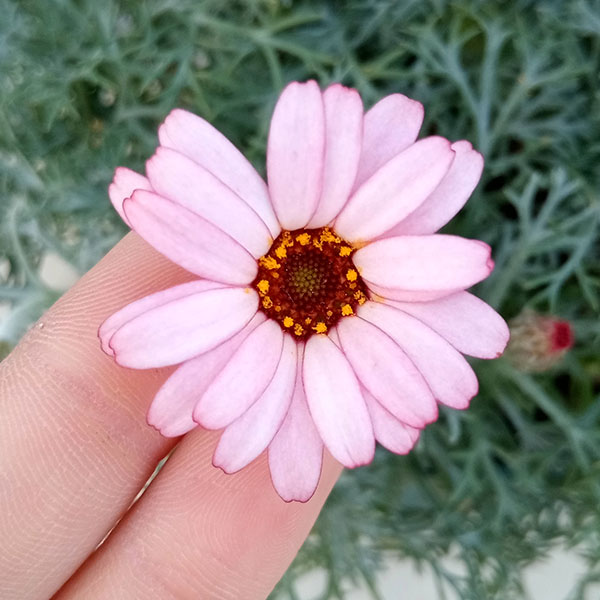 ローダンセマム：クレールピーチ4号ポット