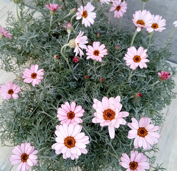 ローダンセマム：クレールピーチ4号ポット