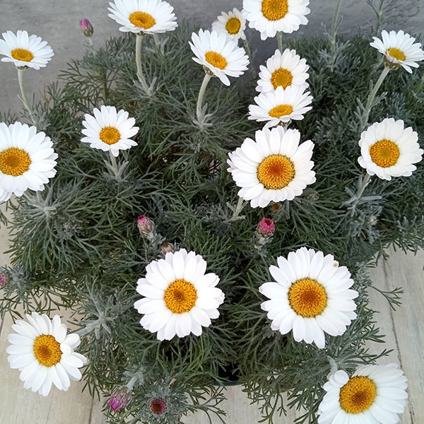 ローダンセマム：クレールアルバ4号ポット