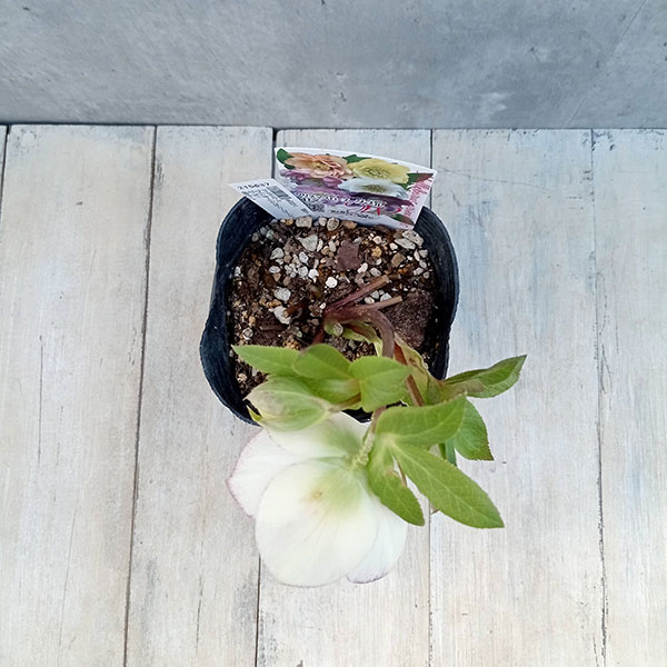 園芸ネット本店｜クリスマスローズ：ウインターシンフォニーファースト