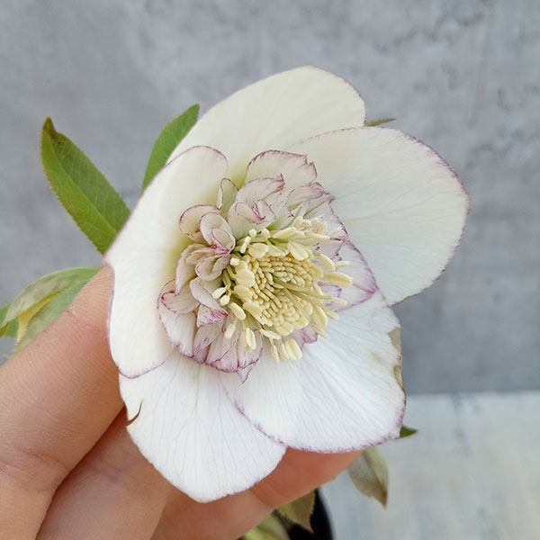 園芸ネット本店｜クリスマスローズ：ウインターシンフォニーファースト