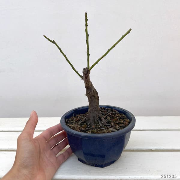 ハナウメ（花梅）：月影（ツキカゲ）盆栽仕立て5号鉢植え