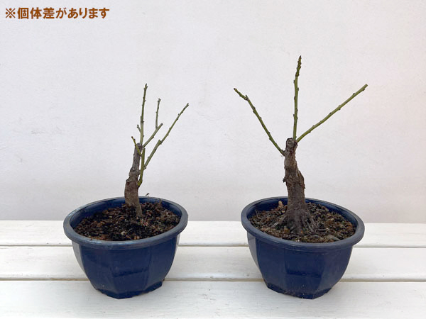 ハナウメ（花梅）：月影（ツキカゲ）盆栽仕立て5号鉢植え