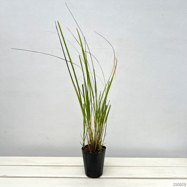 ペニセタム(チカラシバ):レッドボタン3号ポット