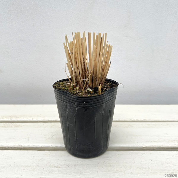 ペニセタム(チカラシバ):レッドボタン3号ポット