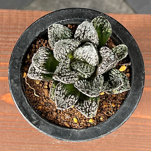 ハオルチア：サウロン（モルドール大型変異株）3.5号鉢植え