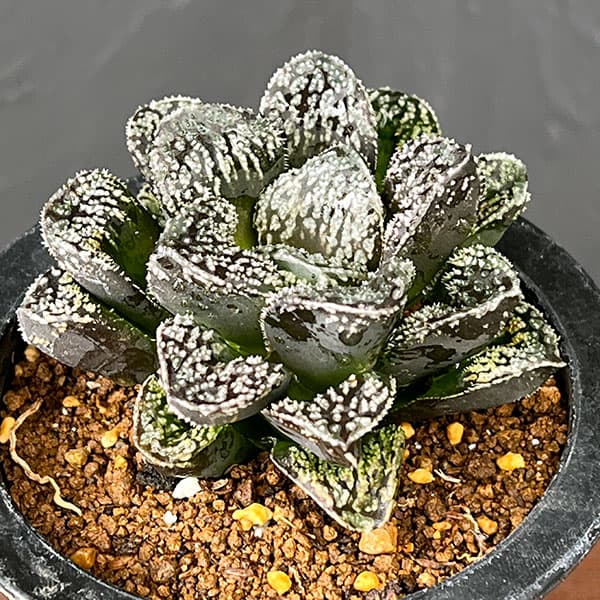 ハオルチア：サウロン（モルドール大型変異株）3.5号鉢植え