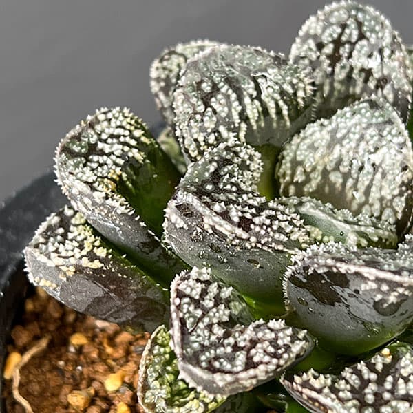 ハオルチア：サウロン（モルドール大型変異株）3.5号鉢植え