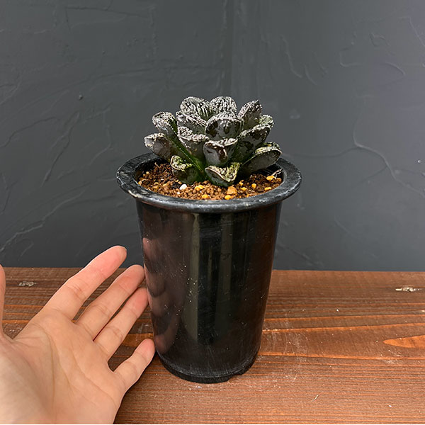 ハオルチア：サウロン（モルドール大型変異株）3.5号鉢植え