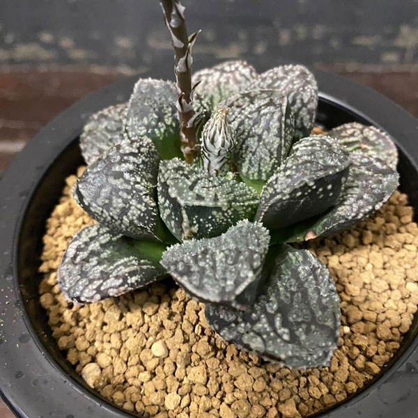 ハオルチア：サウロン（モルドール大型変異株）3.5号鉢植え