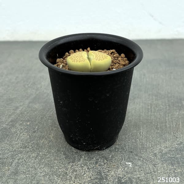 リトープス：黄　巴里玉　2.5号鉢植え