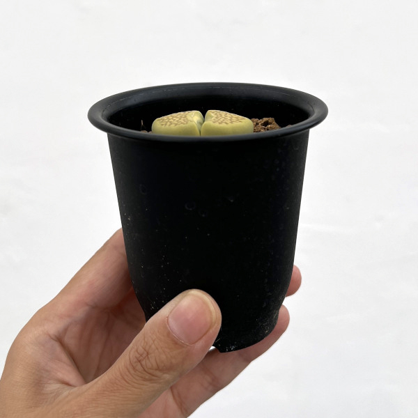 リトープス：黄　巴里玉　2.5号鉢植え