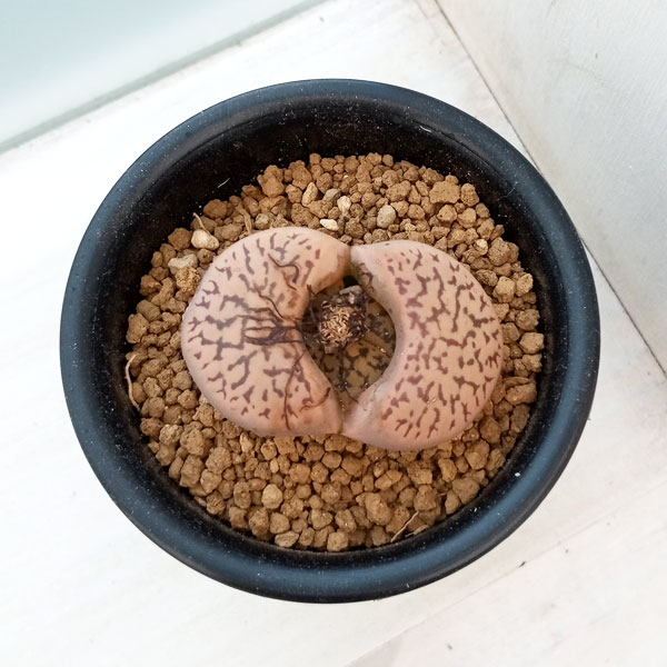 リトープス:雀卵玉 2.5号鉢植え