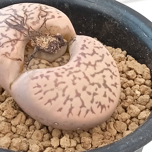 リトープス:雀卵玉 2.5号鉢植え