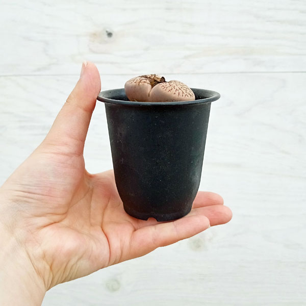 園芸ネット本店｜リトープス：雀卵玉 2.5号鉢植え の通販【公式】