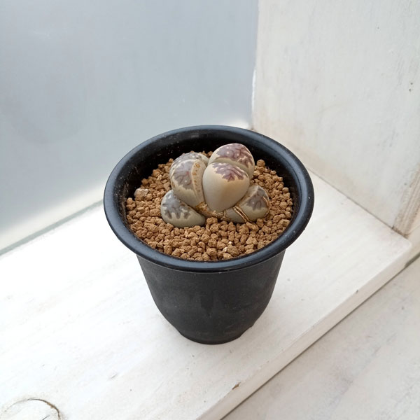 リトープス：麗虹玉（れいこうぎょく）2.5号鉢植え*