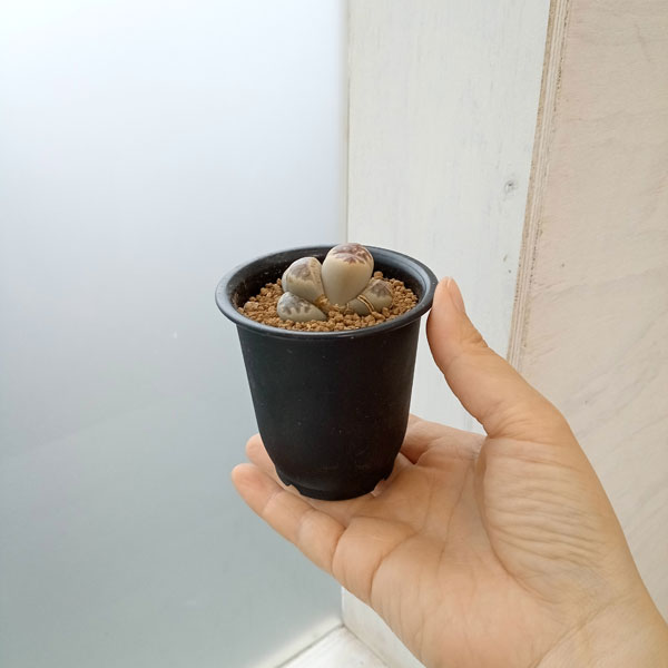 リトープス：麗虹玉（れいこうぎょく）2.5号鉢植え*